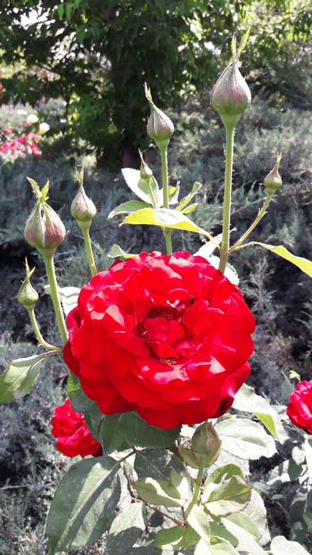 flowe22097