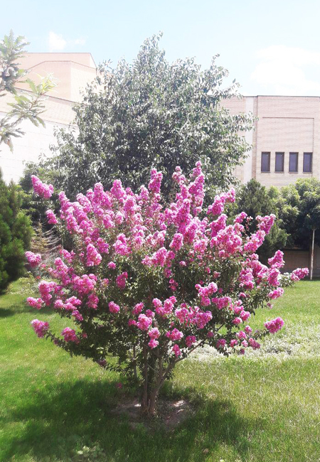 flowe23097