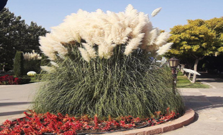 flowe25097