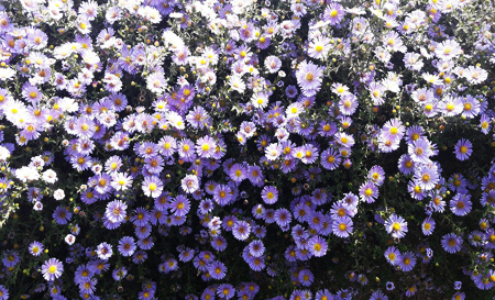 flower012097