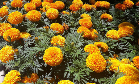 flower01397
