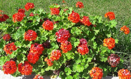 flower0197
