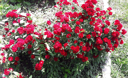flower01997