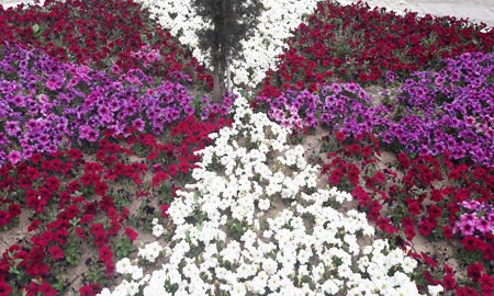 flower020097