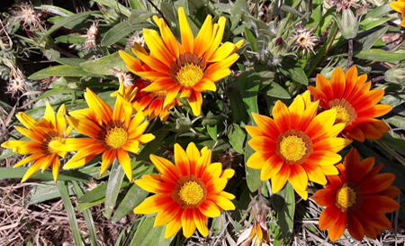 flower0297