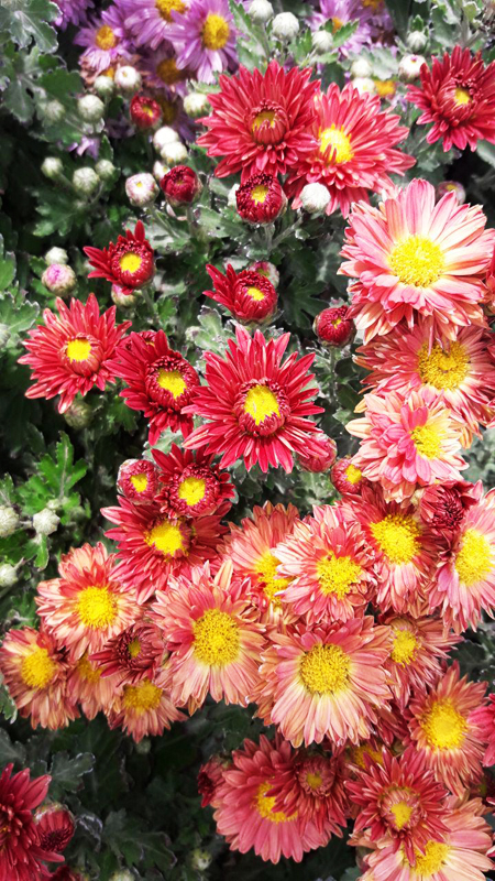 flower0597
