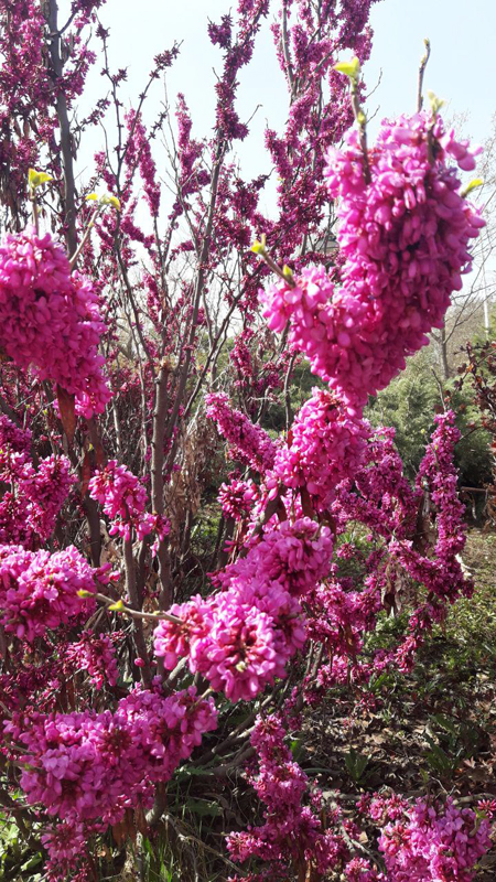 flower0697