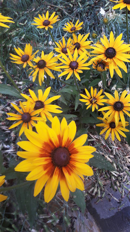flower081497