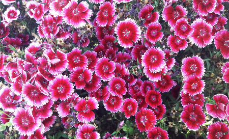 flower0897